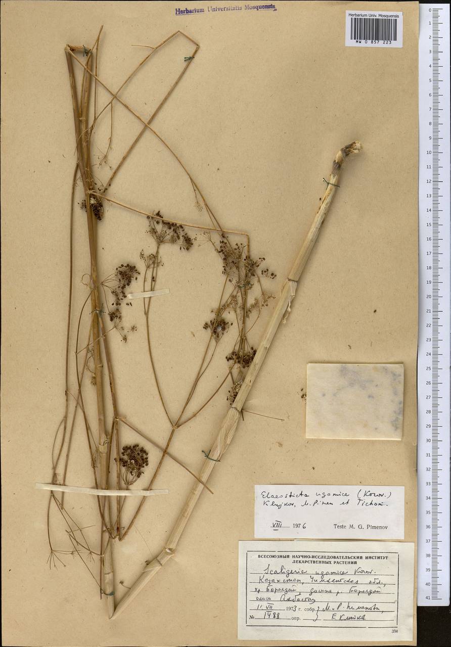 Скалигерия угамская Korovin, Средняя Азия и Казахстан, Западный Тянь-Шань и Каратау (M3) (Казахстан)