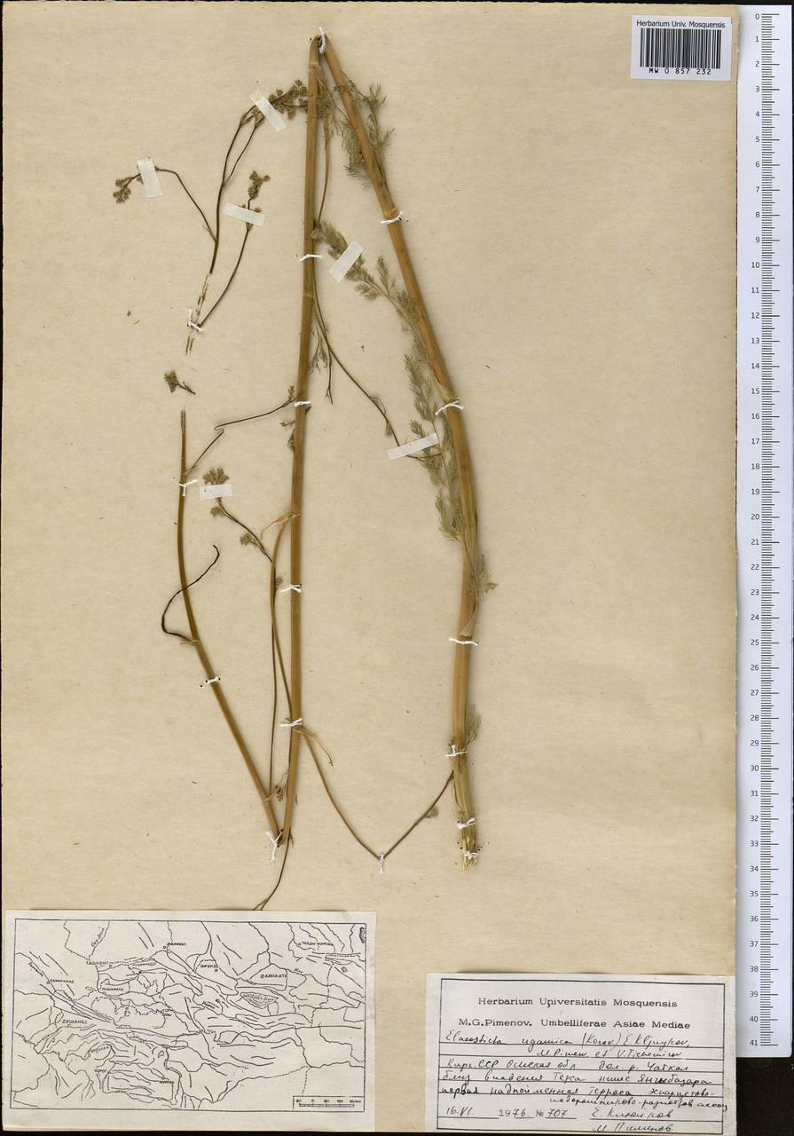 Скалигерия угамская Korovin, Средняя Азия и Казахстан, Западный Тянь-Шань и Каратау (M3) (Киргизия)