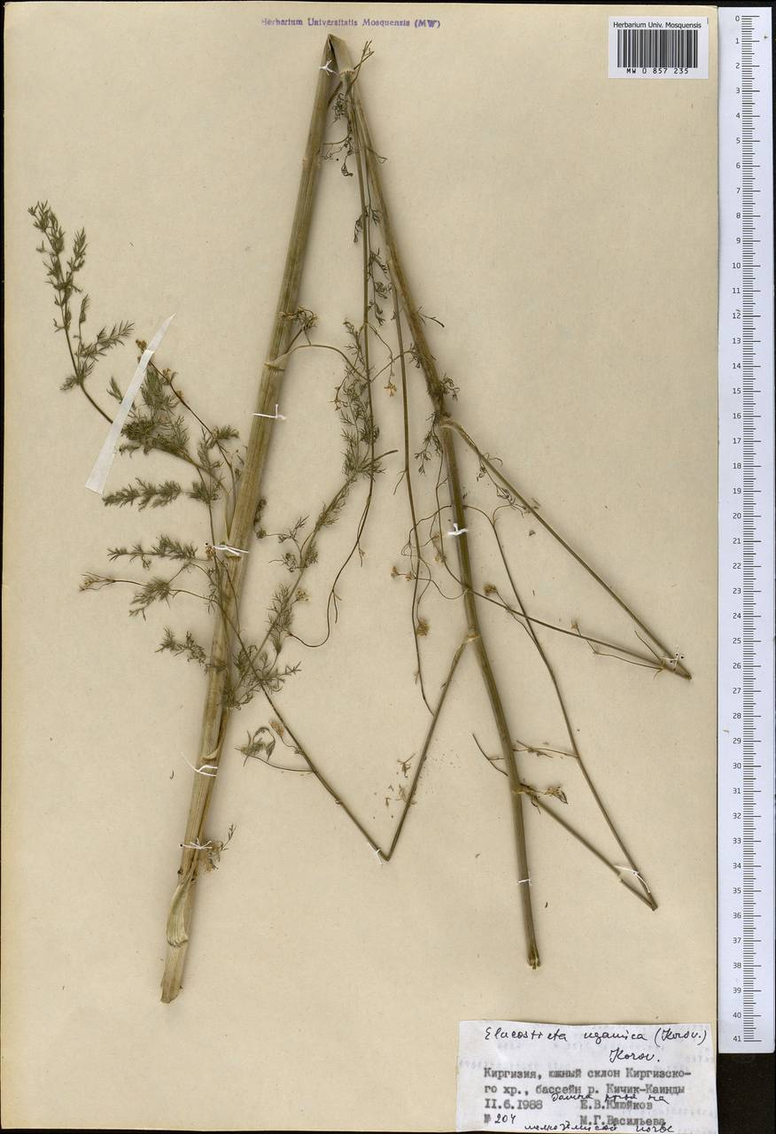 Скалигерия угамская Korovin, Средняя Азия и Казахстан, Северный и Центральный Тянь-Шань (M4) (Киргизия)