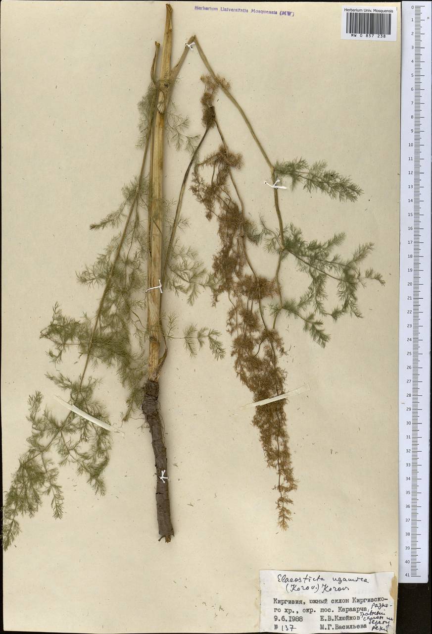 Скалигерия угамская Korovin, Средняя Азия и Казахстан, Западный Тянь-Шань и Каратау (M3) (Киргизия)