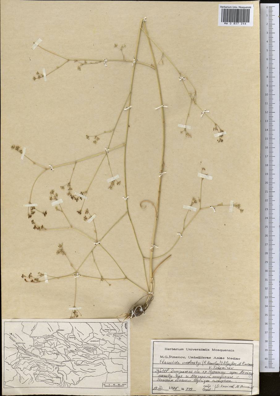 Скалигерия Введенского Kamelin, Средняя Азия и Казахстан, Памир и Памиро-Алай (M2) (Узбекистан)