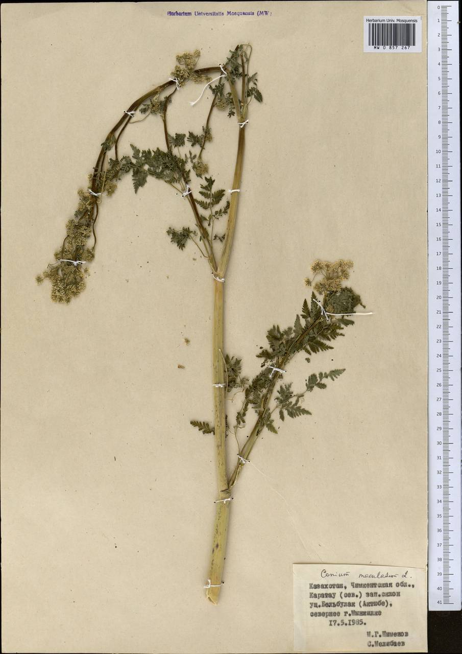 MW0857267, Conium maculatum (Болиголов крапчатый, Болиголов пятнистый ...
