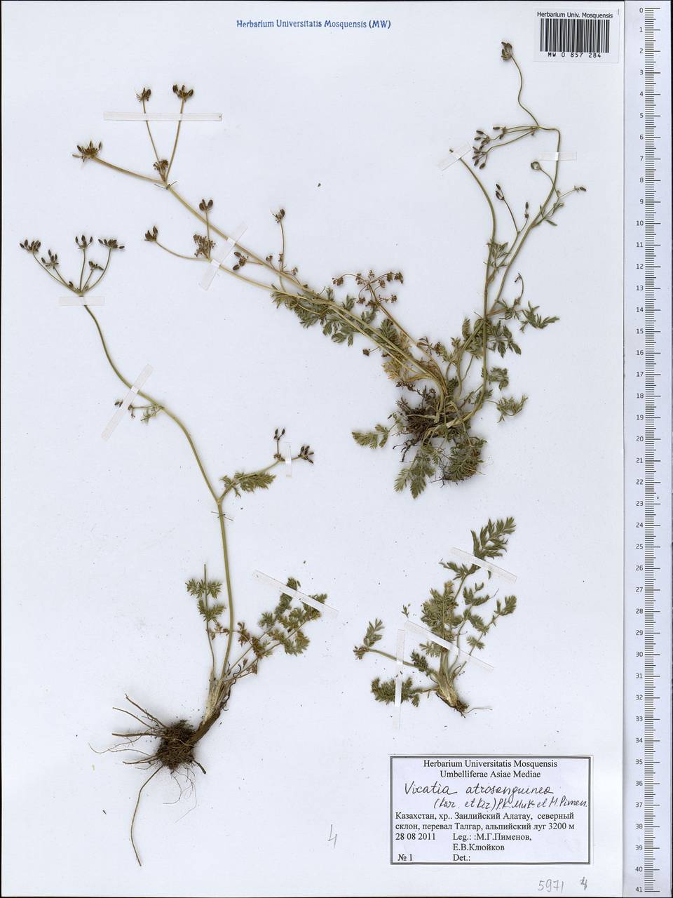 Викация темно-красная (Kar. & Kir.) P. K. Mukh. & Pimenov, Средняя Азия и Казахстан, Северный и Центральный Тянь-Шань (M4) (Казахстан)