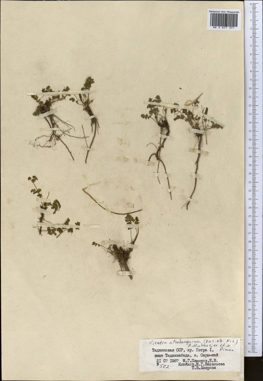 Vicatia coniifolia Wall. ex DC., Средняя Азия и Казахстан, Памир и Памиро-Алай (M2) (Таджикистан)