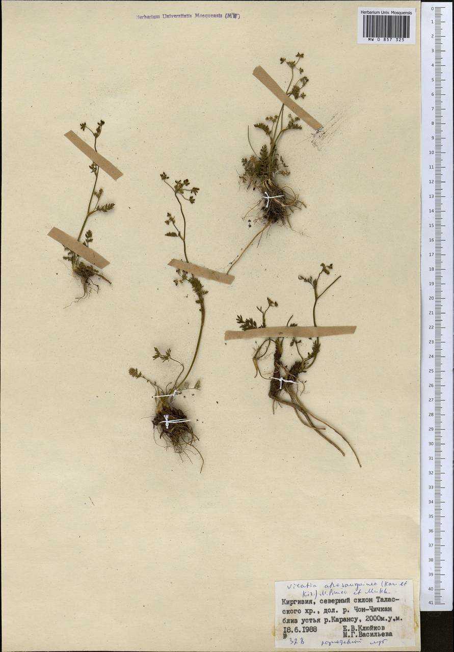 Vicatia coniifolia Wall. ex DC., Средняя Азия и Казахстан, Западный Тянь-Шань и Каратау (M3) (Киргизия)