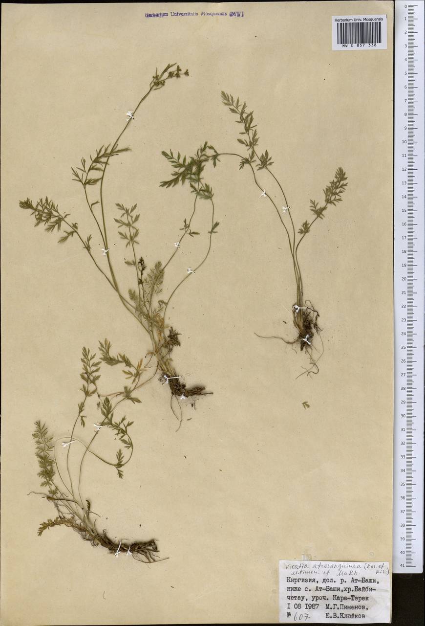 Vicatia coniifolia Wall. ex DC., Средняя Азия и Казахстан, Северный и Центральный Тянь-Шань (M4) (Киргизия)