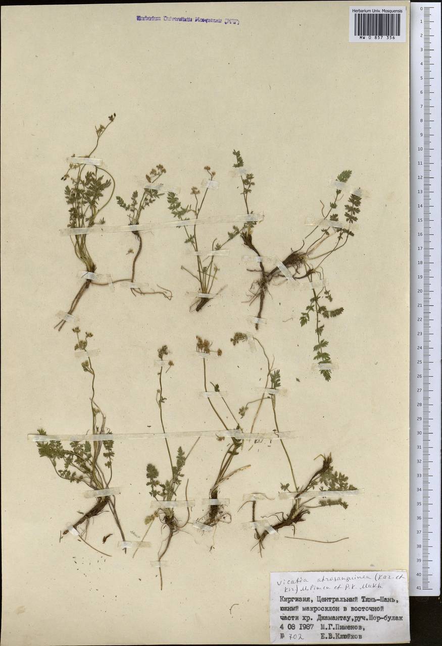 Vicatia coniifolia Wall. ex DC., Средняя Азия и Казахстан, Северный и Центральный Тянь-Шань (M4) (Киргизия)