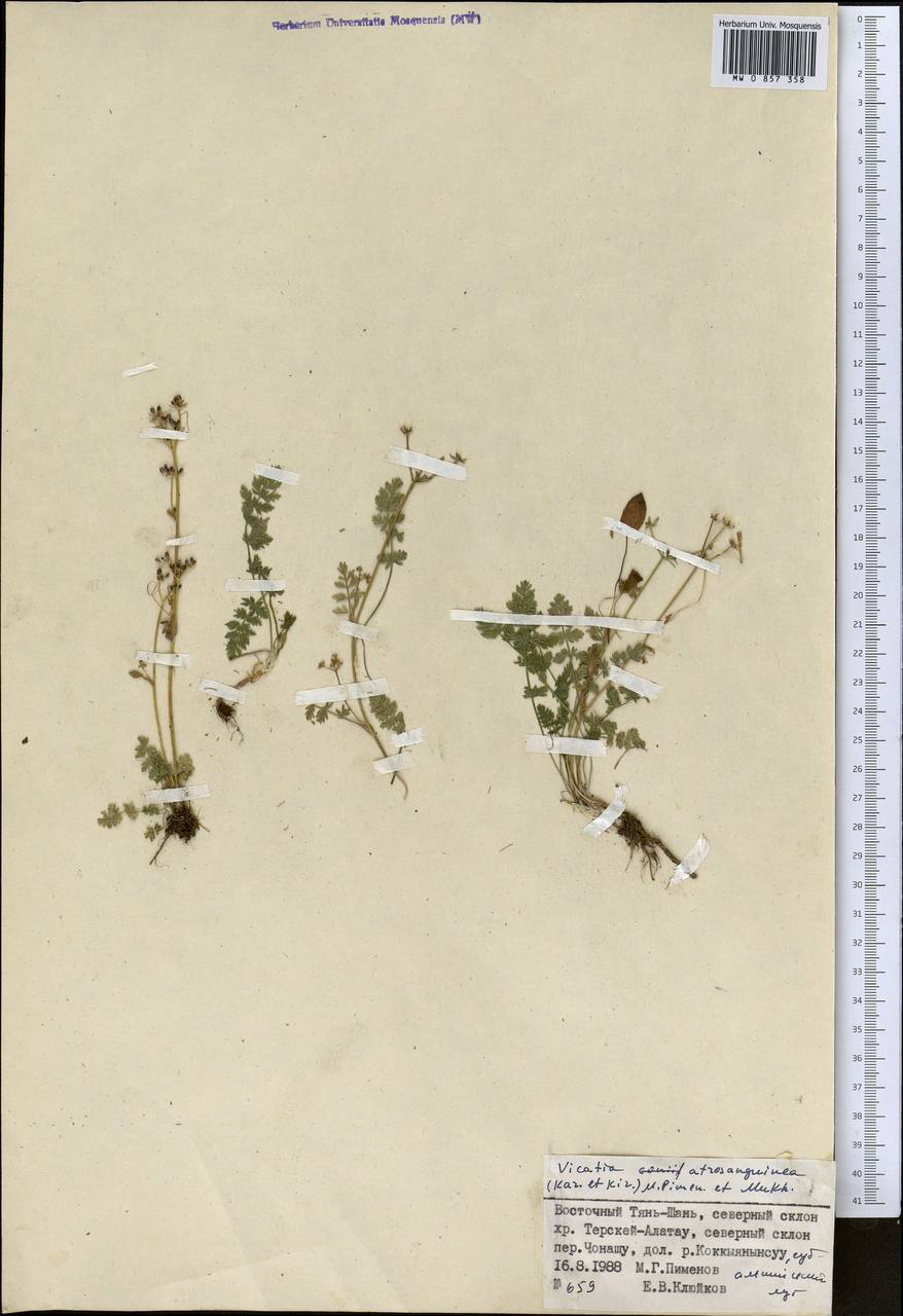 Vicatia coniifolia Wall. ex DC., Средняя Азия и Казахстан, Северный и Центральный Тянь-Шань (M4) (Киргизия)