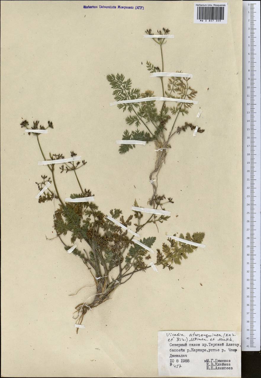 Vicatia coniifolia Wall. ex DC., Средняя Азия и Казахстан, Северный и Центральный Тянь-Шань (M4) (Киргизия)