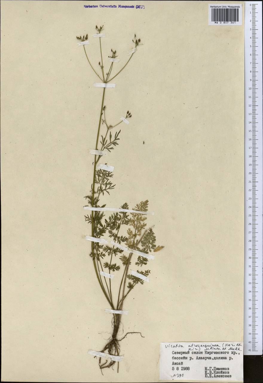 Vicatia coniifolia Wall. ex DC., Средняя Азия и Казахстан, Северный и Центральный Тянь-Шань (M4) (Киргизия)