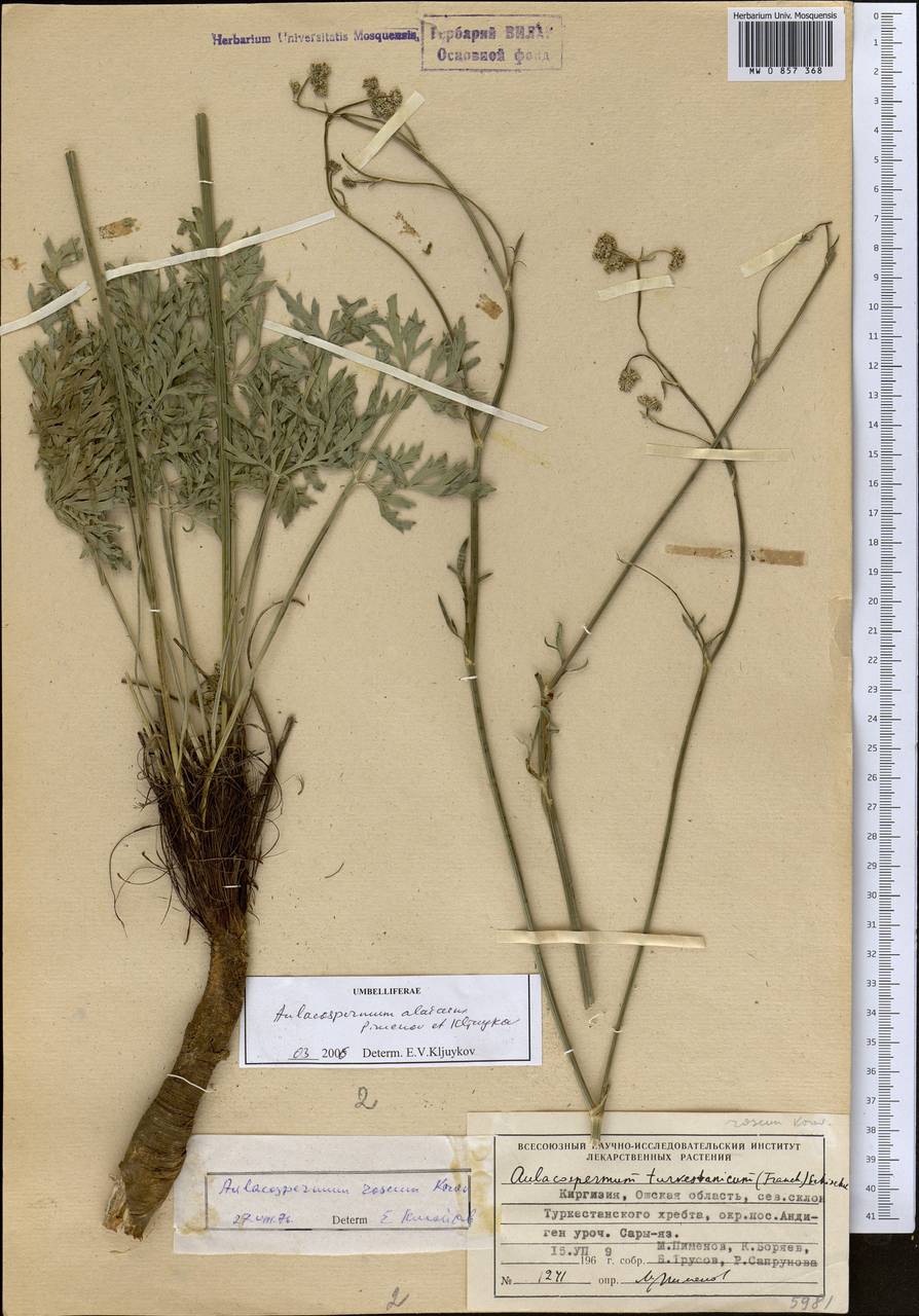 Lomatocarpa alata (Korovin) Pimenov, Средняя Азия и Казахстан, Памир и Памиро-Алай (M2) (Киргизия)