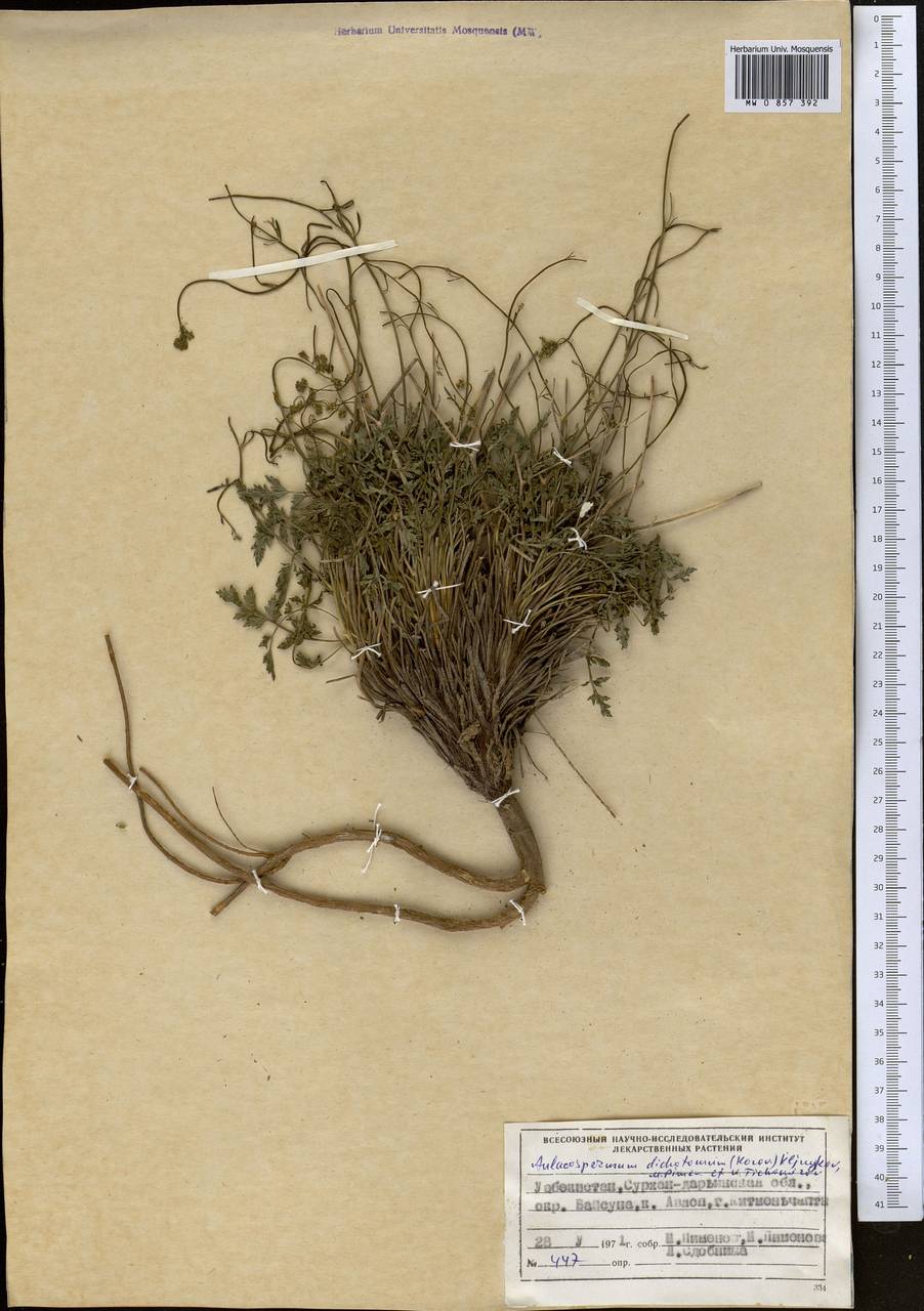 Pseudotrachydium dichotomum (Korovin) Pimenov & Kljuykov, Средняя Азия и Казахстан, Памир и Памиро-Алай (M2) (Узбекистан)