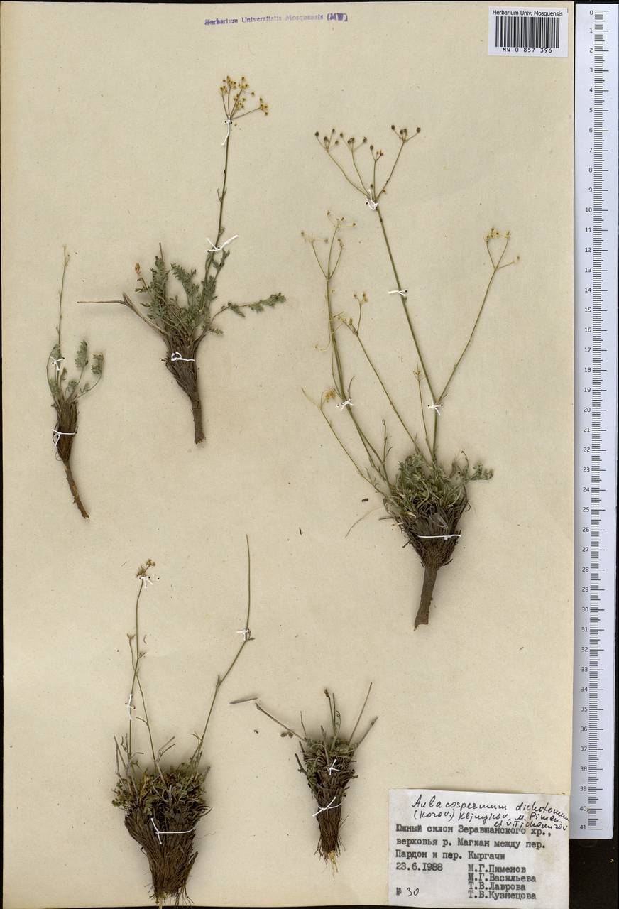 Pseudotrachydium dichotomum (Korovin) Pimenov & Kljuykov, Средняя Азия и Казахстан, Памир и Памиро-Алай (M2) (Таджикистан)