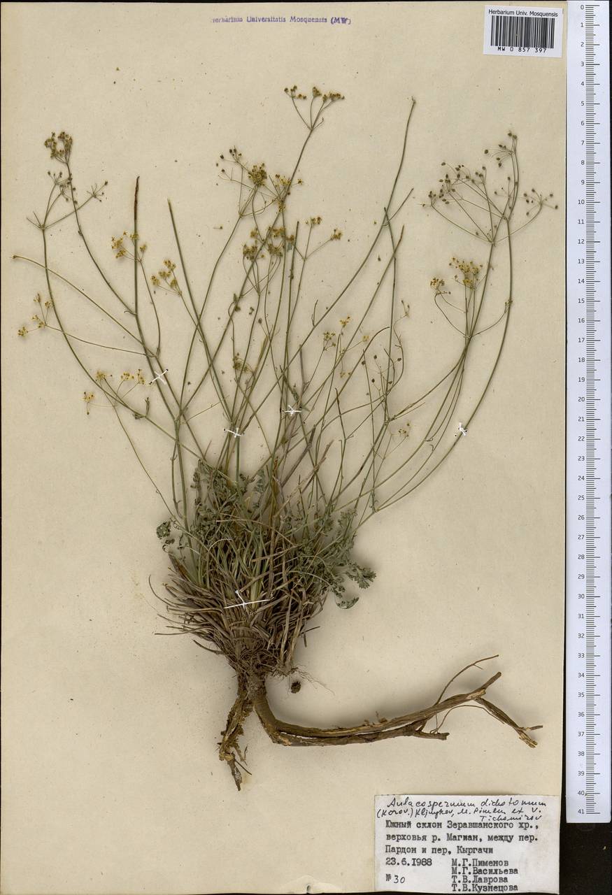 Pseudotrachydium dichotomum (Korovin) Pimenov & Kljuykov, Средняя Азия и Казахстан, Памир и Памиро-Алай (M2) (Таджикистан)