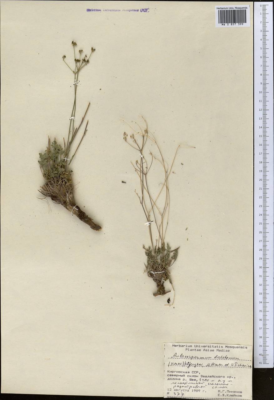 Pseudotrachydium dichotomum (Korovin) Pimenov & Kljuykov, Средняя Азия и Казахстан, Памир и Памиро-Алай (M2) (Киргизия)