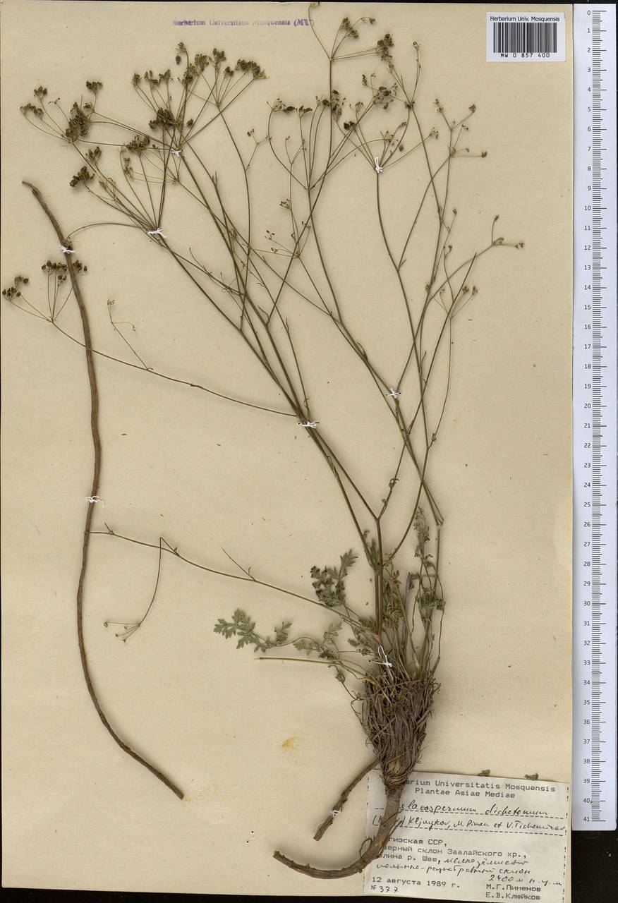 Pseudotrachydium dichotomum (Korovin) Pimenov & Kljuykov, Средняя Азия и Казахстан, Памир и Памиро-Алай (M2) (Киргизия)