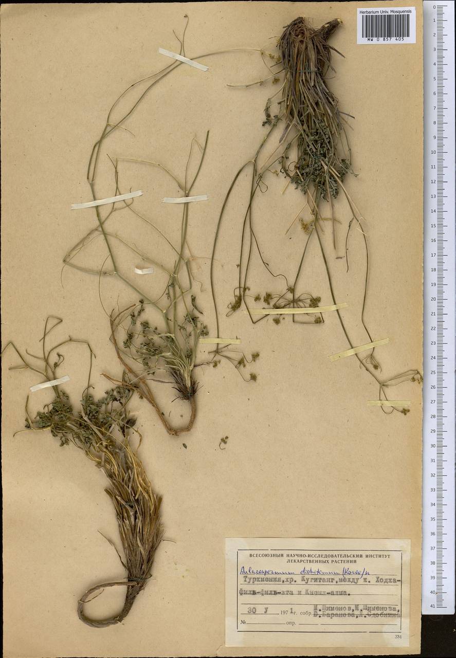 Pseudotrachydium dichotomum (Korovin) Pimenov & Kljuykov, Средняя Азия и Казахстан, Памир и Памиро-Алай (M2) (Туркмения)