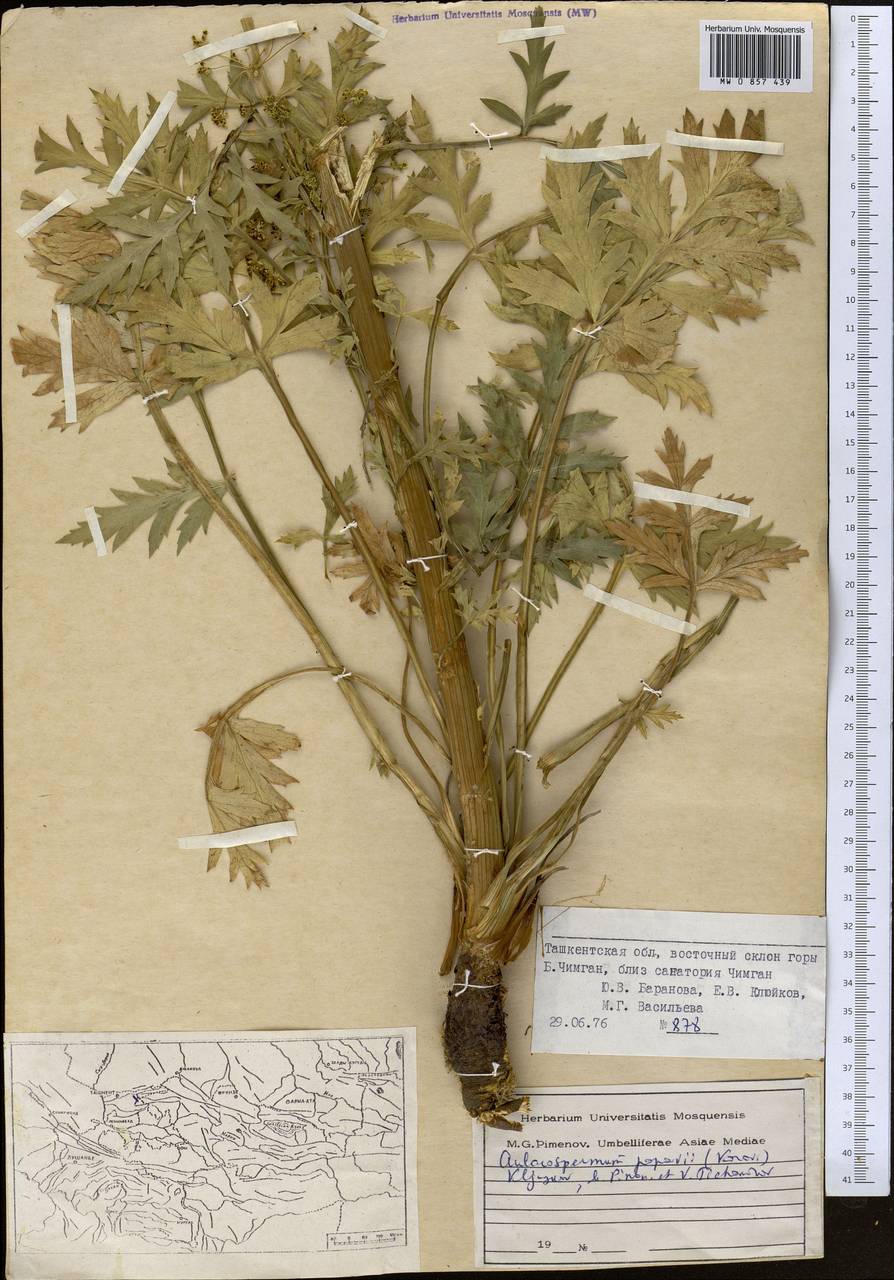 Бороздоплодник Попова (Korovin) Kljuykov, Pimenov & V. N. Tikhom., Средняя Азия и Казахстан, Западный Тянь-Шань и Каратау (M3) (Узбекистан)