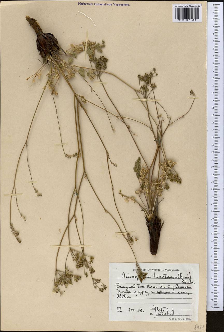 Бороздоплодник туркестанский (Franch.) Schischk., Средняя Азия и Казахстан, Западный Тянь-Шань и Каратау (M3) (Киргизия)