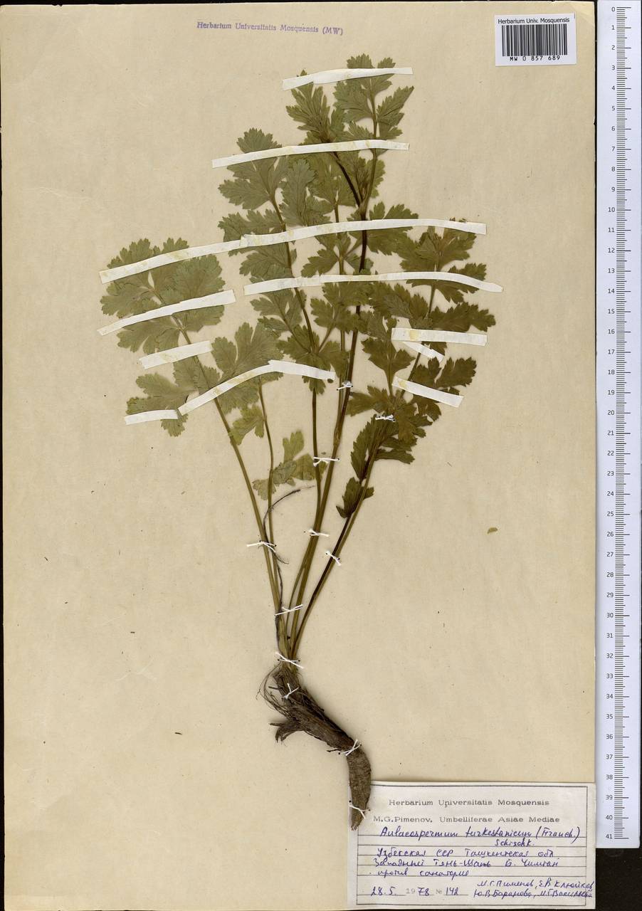 Бороздоплодник туркестанский (Franch.) Schischk., Средняя Азия и Казахстан, Западный Тянь-Шань и Каратау (M3) (Узбекистан)