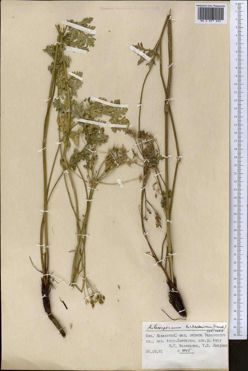 Бороздоплодник туркестанский (Franch.) Schischk., Средняя Азия и Казахстан, Западный Тянь-Шань и Каратау (M3) (Казахстан)