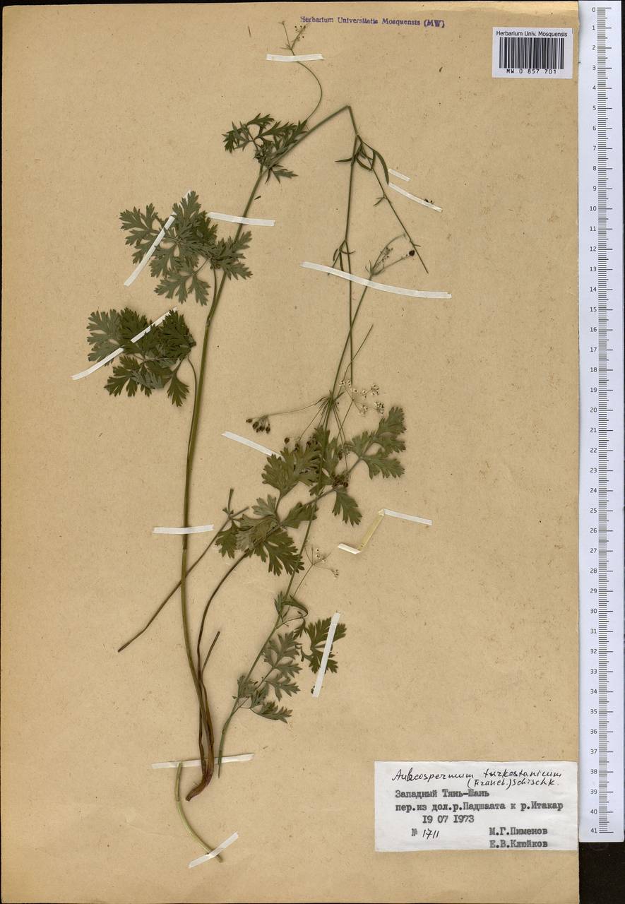 Бороздоплодник туркестанский (Franch.) Schischk., Средняя Азия и Казахстан, Западный Тянь-Шань и Каратау (M3) (Киргизия)