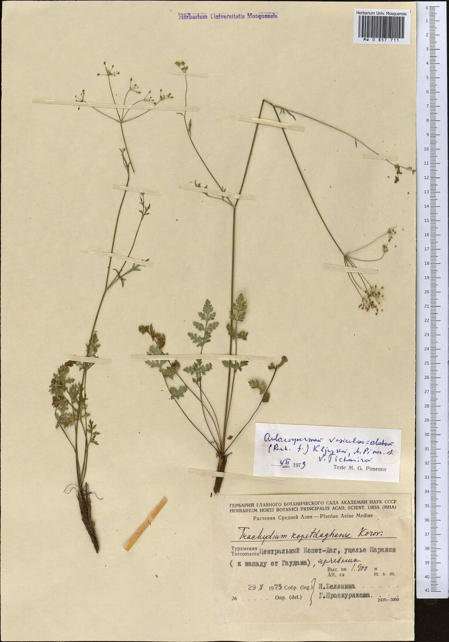 Pseudotrachydium vesiculoso-alatum (Rech. fil.) Pimenov & Kljuykov, Средняя Азия и Казахстан, Копетдаг, Бадхыз, Малый и Большой Балхан (M1) (Туркмения)