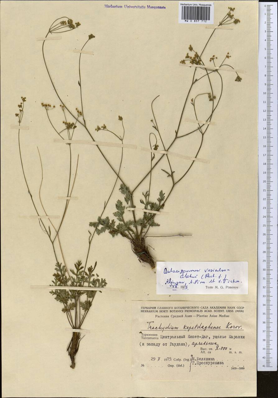 Pseudotrachydium vesiculoso-alatum (Rech. fil.) Pimenov & Kljuykov, Средняя Азия и Казахстан, Копетдаг, Бадхыз, Малый и Большой Балхан (M1) (Туркмения)