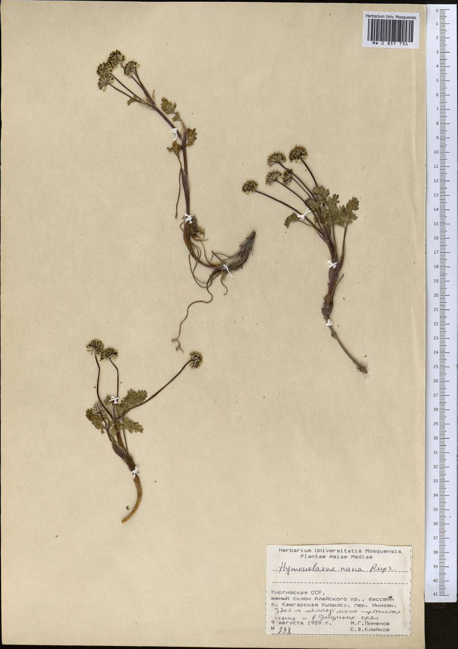 Гименидиум низкий (Rupr.) Pimenov & Kljuykov, Средняя Азия и Казахстан, Памир и Памиро-Алай (M2) (Киргизия)