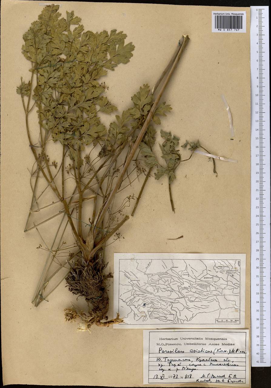 Парасилаус азиатский (Korov.) M.G. Pimenov, Средняя Азия и Казахстан, Памир и Памиро-Алай (M2) (Таджикистан)