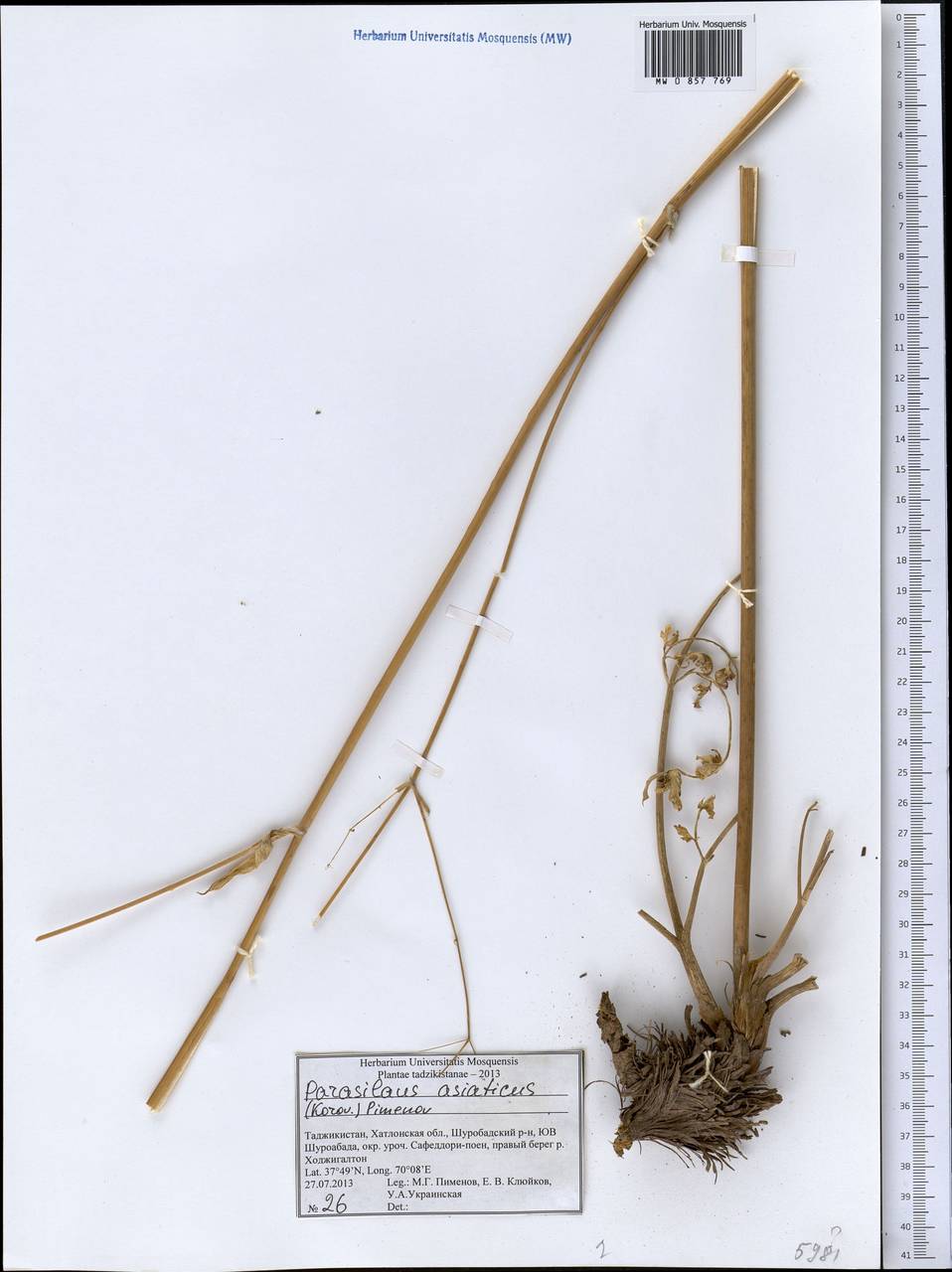 Парасилаус азиатский (Korov.) M.G. Pimenov, Средняя Азия и Казахстан, Памир и Памиро-Алай (M2) (Таджикистан)