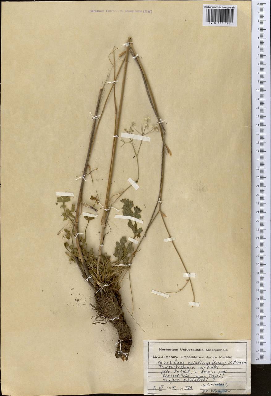 Парасилаус азиатский (Korov.) M.G. Pimenov, Средняя Азия и Казахстан, Памир и Памиро-Алай (M2) (Таджикистан)