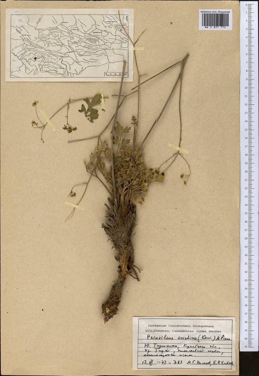 Парасилаус азиатский (Korov.) M.G. Pimenov, Средняя Азия и Казахстан, Памир и Памиро-Алай (M2) (Таджикистан)