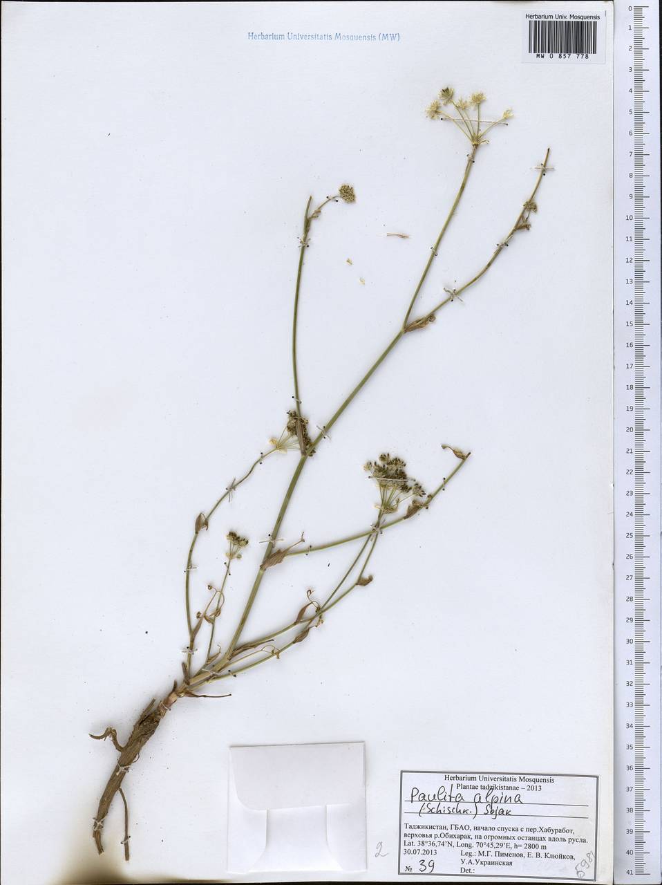 Паулита альпийская (Schischk.) J. Soják, Средняя Азия и Казахстан, Памир и Памиро-Алай (M2) (Таджикистан)