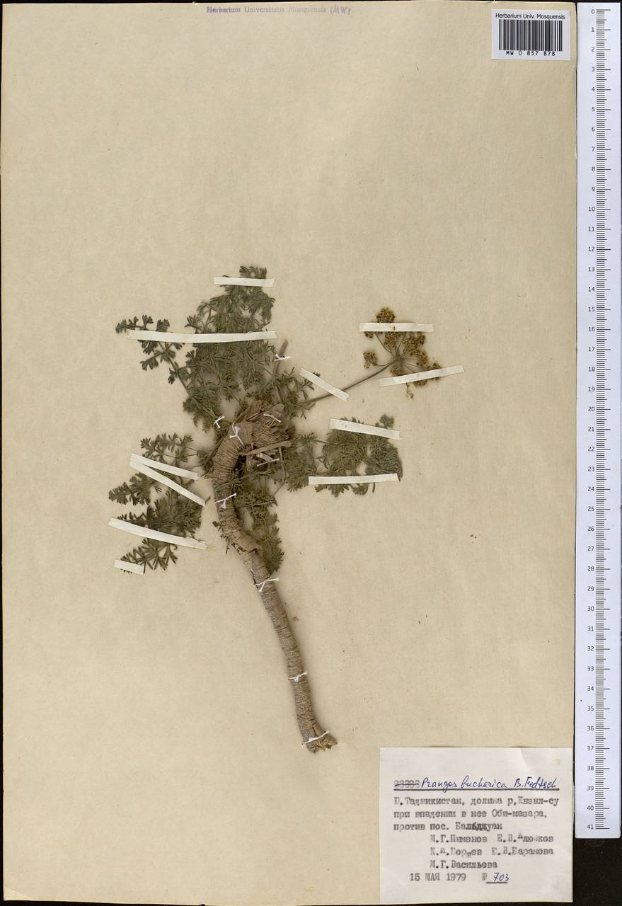 Прангос бухарский B. Fedtsch., Средняя Азия и Казахстан, Памир и Памиро-Алай (M2) (Таджикистан)