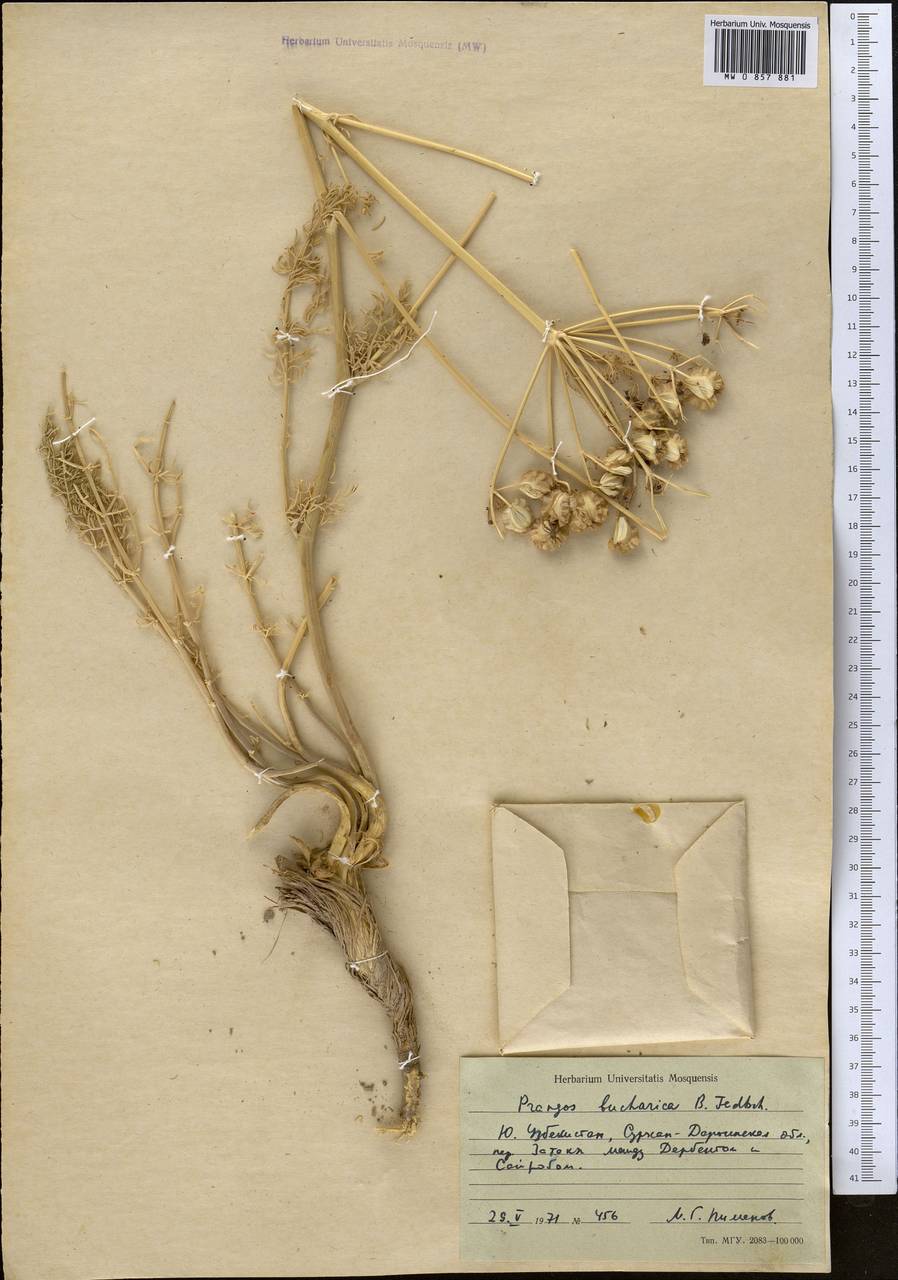 Прангос бухарский B.Fedtsch., Средняя Азия и Казахстан, Памир и Памиро-Алай (M2) (Узбекистан)