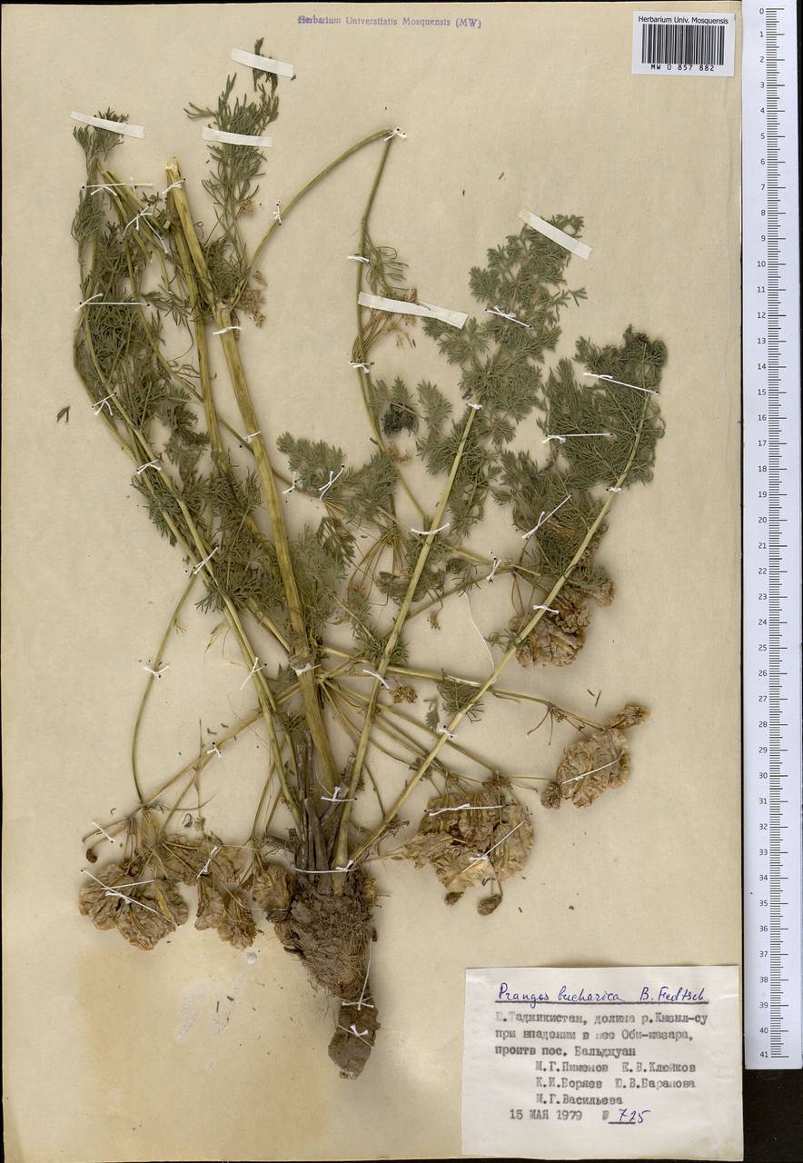 Прангос бухарский B. Fedtsch., Средняя Азия и Казахстан, Памир и Памиро-Алай (M2) (Таджикистан)