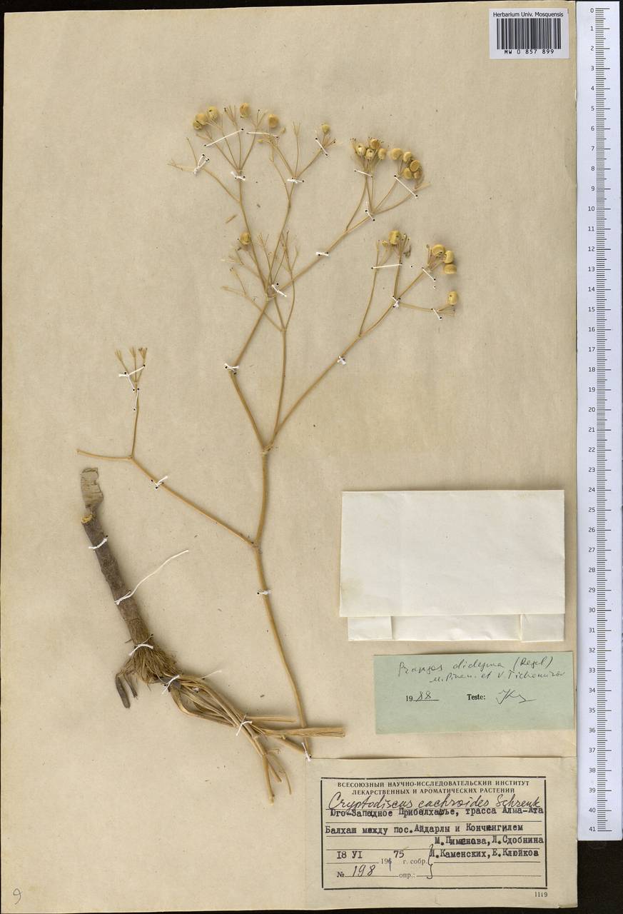 Прангос двойчатый (Regel) Pimenov & V. N. Tikhom., Средняя Азия и Казахстан, Муюнкумы, Прибалхашье и Бетпак-Дала (M9) (Казахстан)