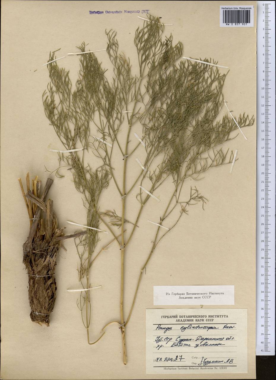 Prangos pabularia subsp. cylindrocarpa (Korovin) Pimenov & Tikhom., Средняя Азия и Казахстан, Памир и Памиро-Алай (M2) (Узбекистан)