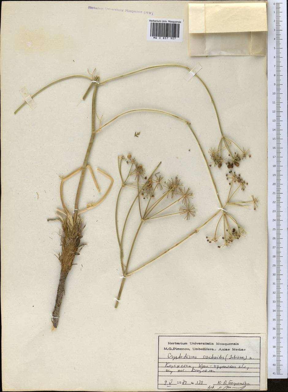 Прангос двойчатый (Regel) Pimenov & V. N. Tikhom., Средняя Азия и Казахстан, Сырдарьинские пустыни и Кызылкумы (M7) (Казахстан)