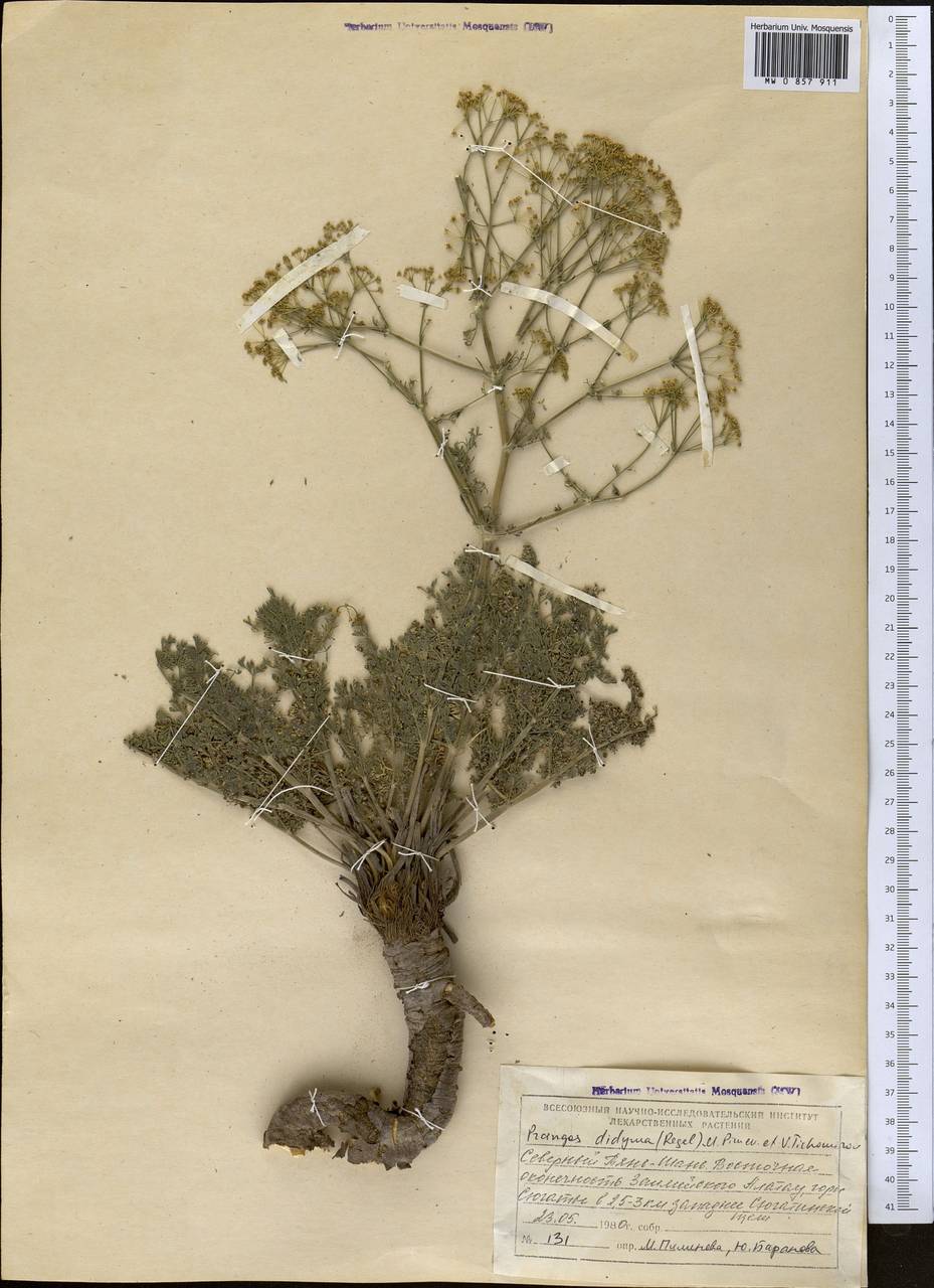 Прангос двойчатый (Regel) Pimenov & V. N. Tikhom., Средняя Азия и Казахстан, Северный и Центральный Тянь-Шань (M4) (Казахстан)