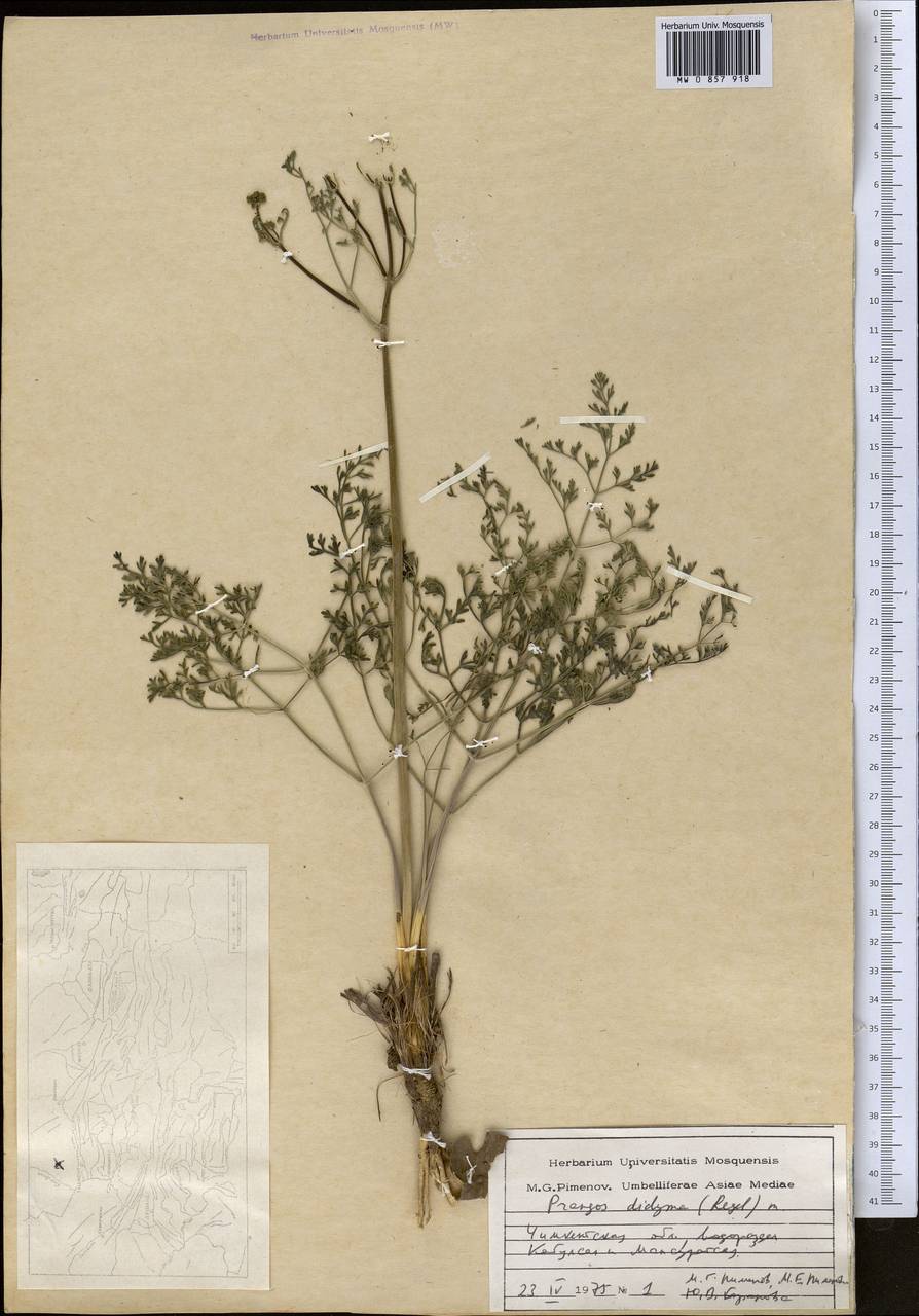 Прангос двойчатый (Regel) Pimenov & V. N. Tikhom., Средняя Азия и Казахстан, Сырдарьинские пустыни и Кызылкумы (M7) (Казахстан)