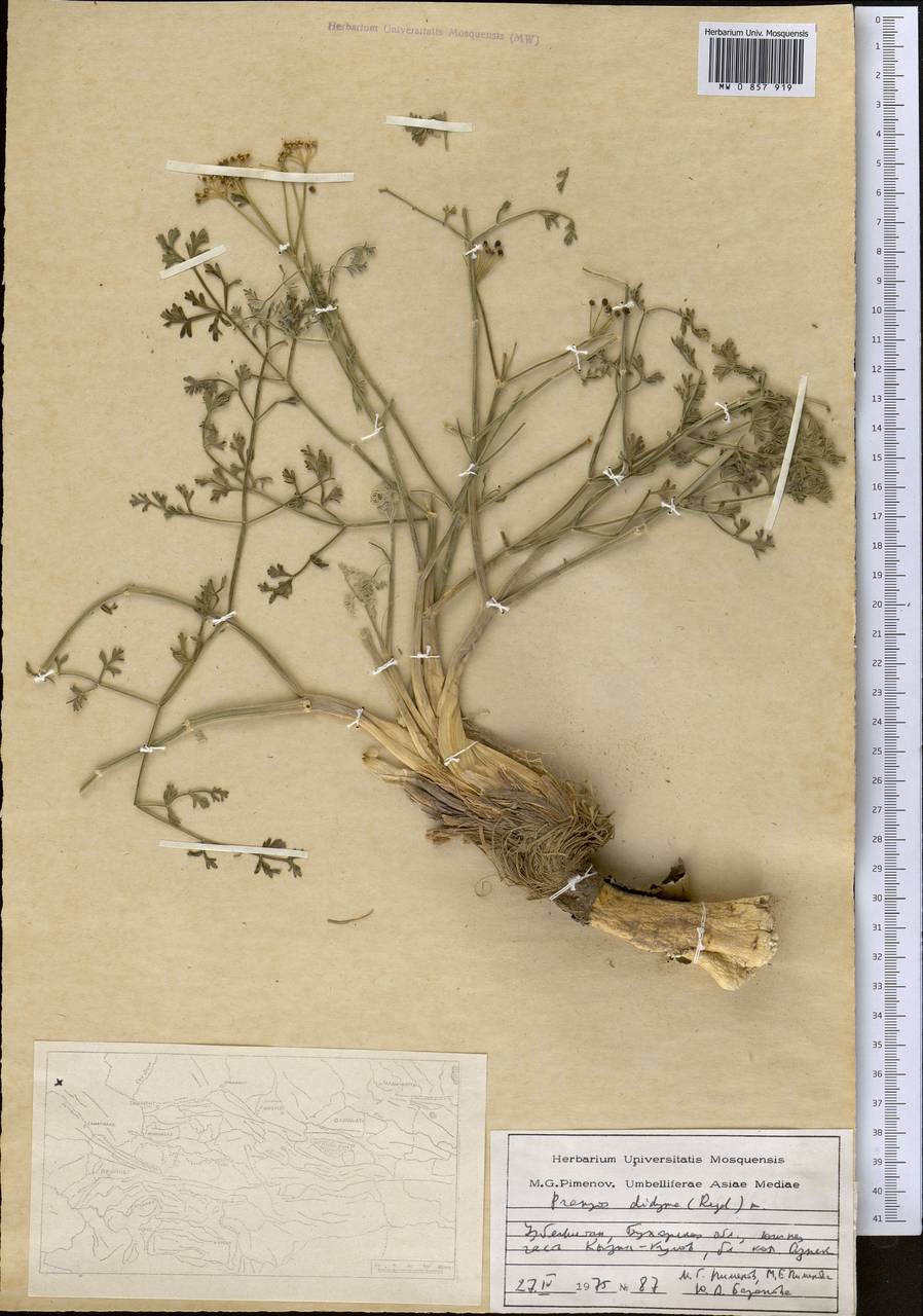 Прангос двойчатый (Regel) Pimenov & V. N. Tikhom., Средняя Азия и Казахстан, Сырдарьинские пустыни и Кызылкумы (M7) (Узбекистан)