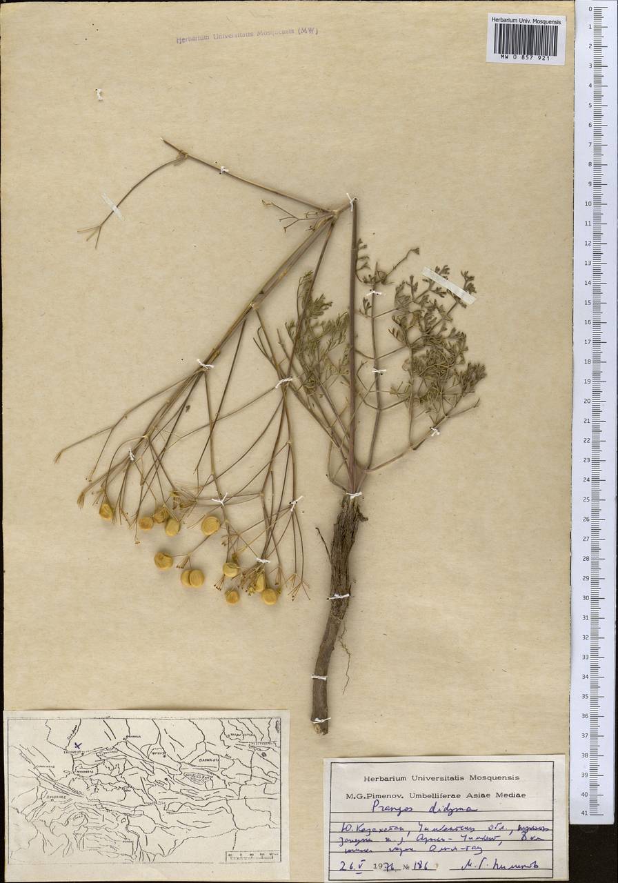 Прангос двойчатый (Regel) Pimenov & V. N. Tikhom., Средняя Азия и Казахстан, Сырдарьинские пустыни и Кызылкумы (M7) (Казахстан)