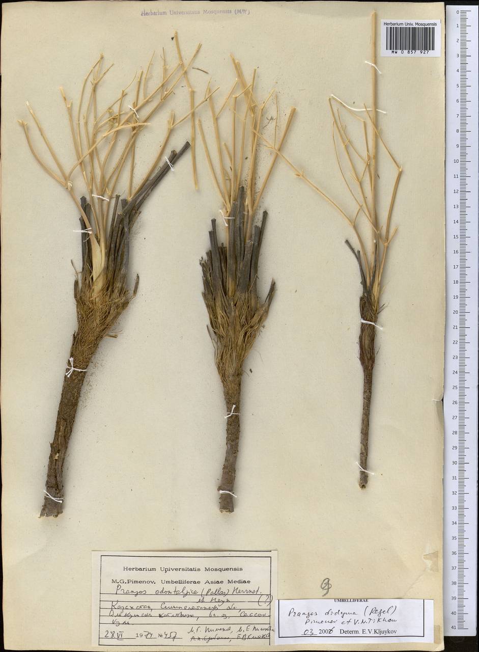 Прангос двойчатый (Regel) Pimenov & V. N. Tikhom., Средняя Азия и Казахстан, Муюнкумы, Прибалхашье и Бетпак-Дала (M9) (Казахстан)