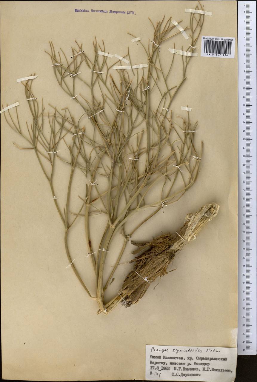 Прангос хвощевидный Kuzmina, Средняя Азия и Казахстан, Западный Тянь-Шань и Каратау (M3) (Казахстан)