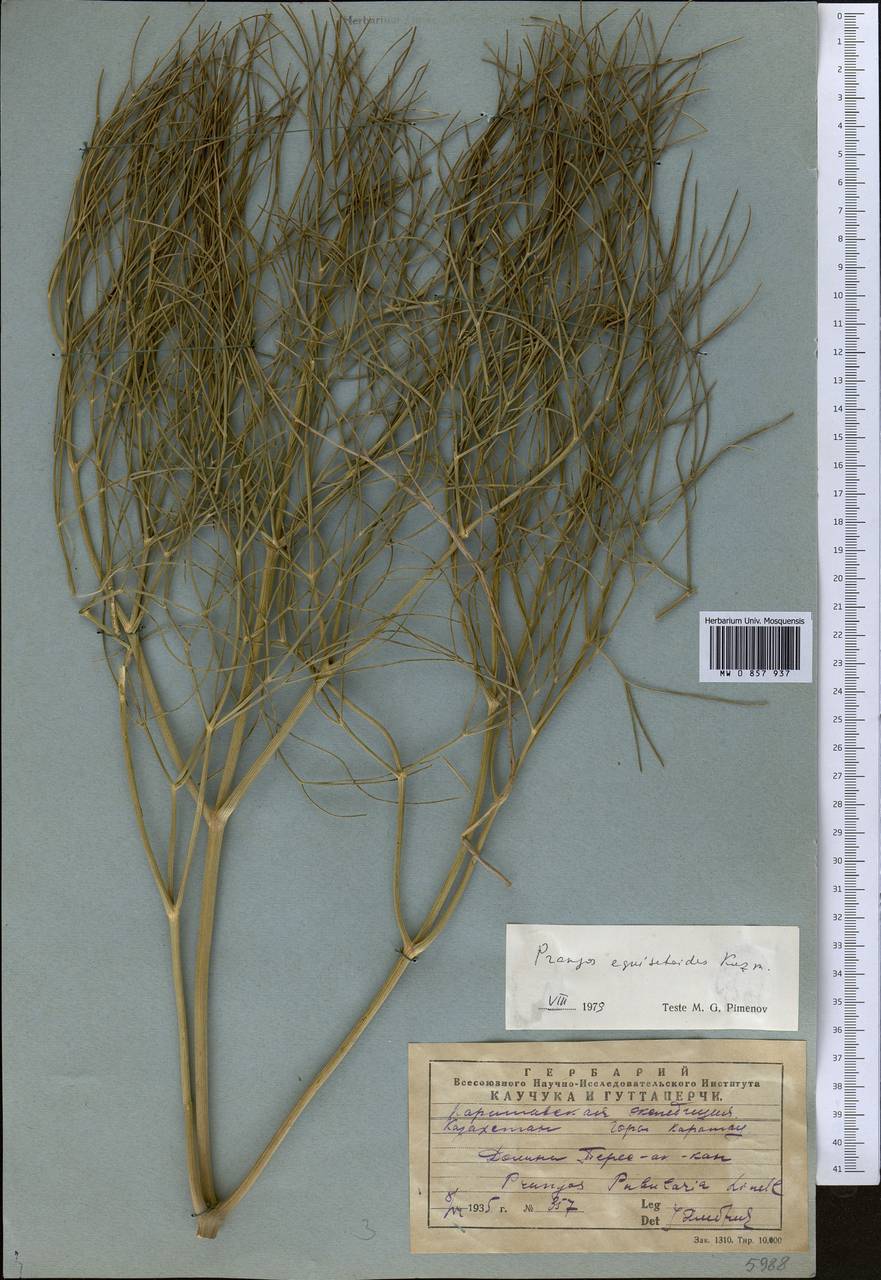 Прангос хвощевидный Kuzmina, Средняя Азия и Казахстан, Западный Тянь-Шань и Каратау (M3) (Казахстан)