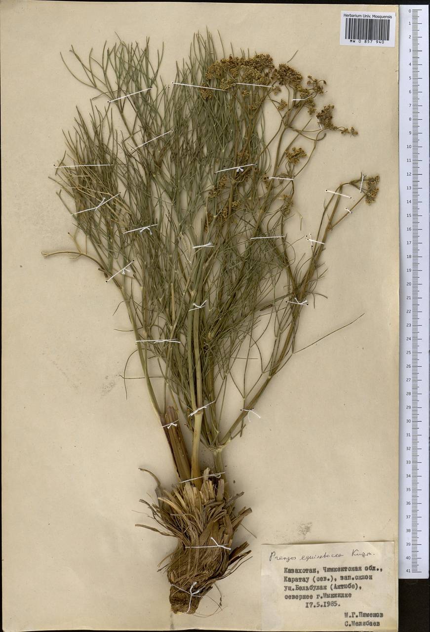 Прангос хвощевидный Kuzmina, Средняя Азия и Казахстан, Западный Тянь-Шань и Каратау (M3) (Казахстан)