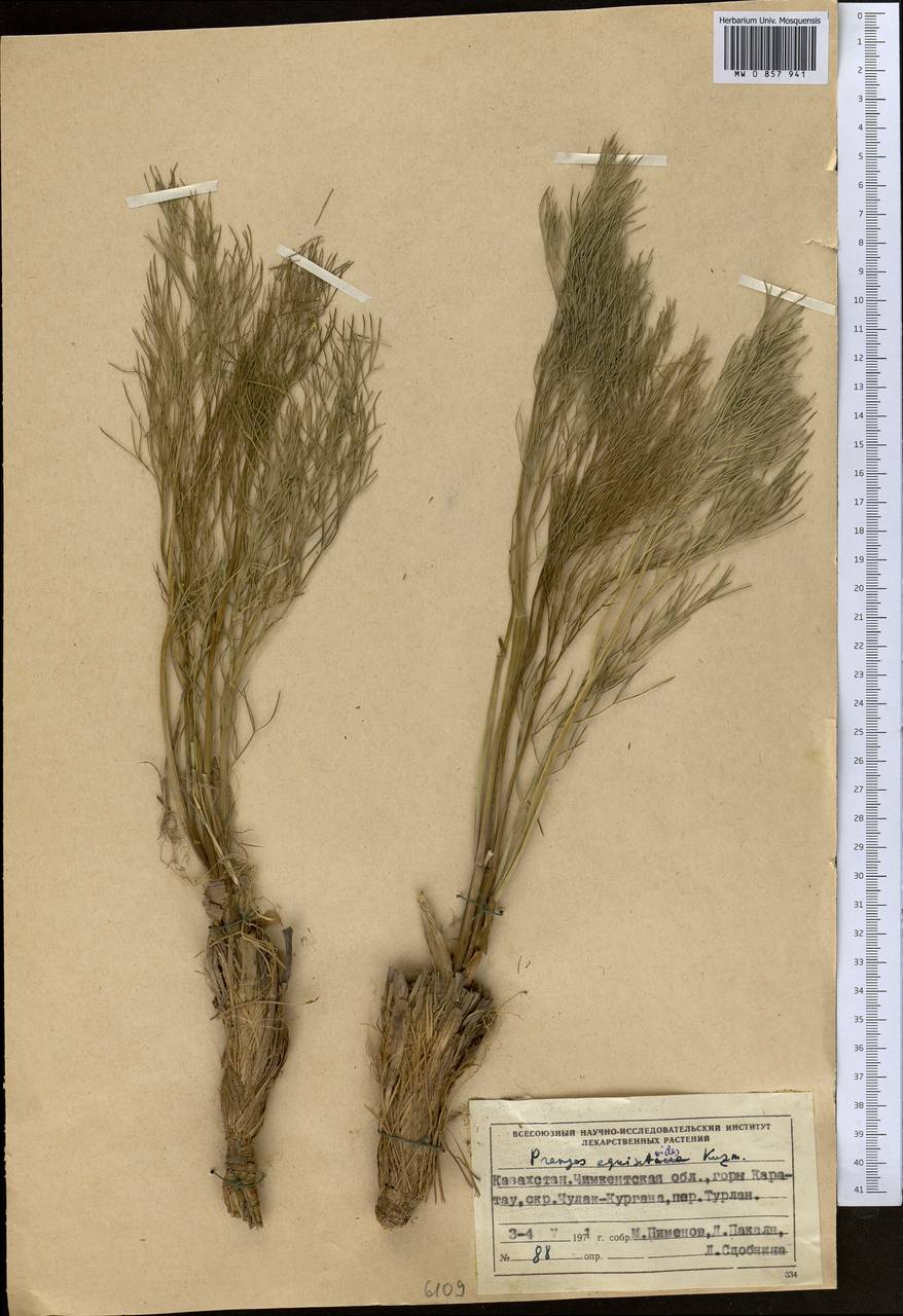 Прангос хвощевидный Kuzmina, Средняя Азия и Казахстан, Западный Тянь-Шань и Каратау (M3) (Казахстан)