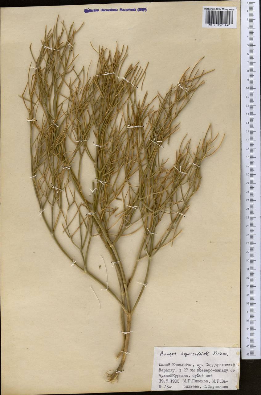 Прангос хвощевидный Kuzmina, Средняя Азия и Казахстан, Западный Тянь-Шань и Каратау (M3) (Казахстан)